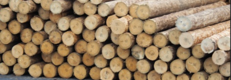 Danubia Wood Trading GmbH